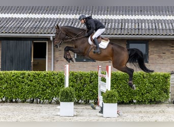 KWPN, Hongre, 6 Ans, 179 cm, Bai brun