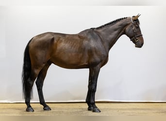 KWPN, Hongre, 6 Ans, 179 cm, Bai brun