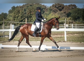 KWPN, Hongre, 6 Ans, Bai cerise