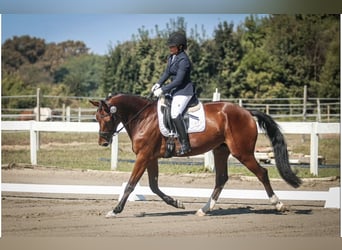KWPN, Hongre, 6 Ans, Bai cerise