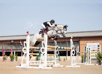 KWPN, Hongre, 6 Ans, Gris