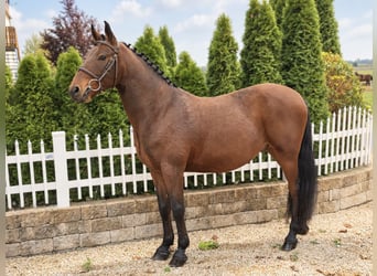 KWPN, Hongre, 7 Ans, 146 cm, Bai