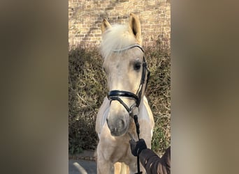 KWPN, Hongre, 7 Ans, 155 cm, Palomino