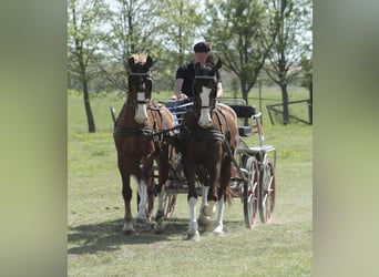 KWPN, Hongre, 7 Ans, 162 cm, Alezan brûlé