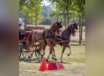 KWPN, Hongre, 7 Ans, 162 cm, Alezan brûlé