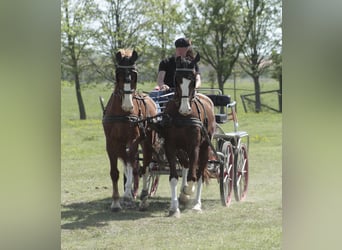 KWPN, Hongre, 7 Ans, 162 cm, Alezan brûlé
