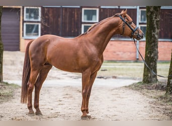 KWPN, Hongre, 7 Ans, 164 cm, Alezan brûlé