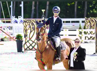 KWPN, Hongre, 7 Ans, 165 cm, Alezan