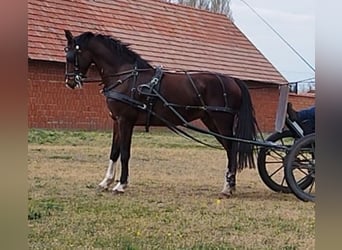 KWPN, Hongre, 7 Ans, 165 cm, Bai