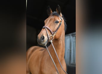 KWPN, Hongre, 7 Ans, 165 cm, Bai