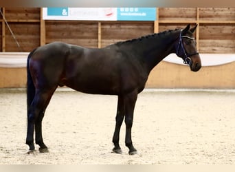 KWPN, Hongre, 7 Ans, 166 cm, Bai brun