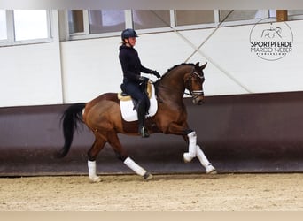 KWPN, Hongre, 7 Ans, 166 cm, Bai brun