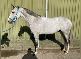 KWPN, Hongre, 7 Ans, 168 cm, Gris