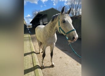 KWPN, Hongre, 7 Ans, 168 cm, Gris