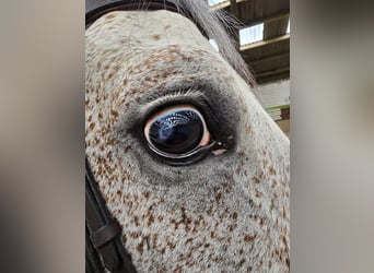 KWPN, Hongre, 7 Ans, 168 cm, Gris