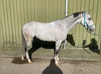 KWPN, Hongre, 7 Ans, 168 cm, Gris