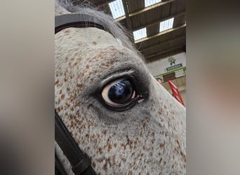 KWPN, Hongre, 7 Ans, 168 cm, Gris