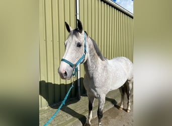 KWPN, Hongre, 7 Ans, 168 cm, Gris