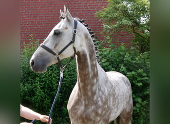 KWPN, Hongre, 7 Ans, 168 cm, Gris pommelé