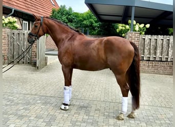 KWPN, Hongre, 7 Ans, 169 cm, Alezan
