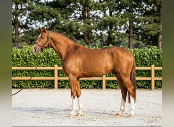KWPN, Hongre, 7 Ans, 170 cm, Alezan