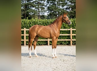 KWPN, Hongre, 7 Ans, 170 cm, Alezan