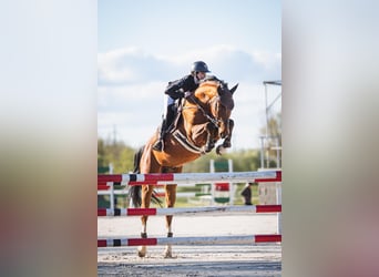 KWPN, Hongre, 7 Ans, 170 cm, Bai