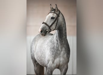 KWPN, Hongre, 7 Ans, 170 cm, Gris