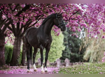 KWPN Croisé, Hongre, 7 Ans, 170 cm, Noir
