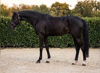 KWPN, Hongre, 7 Ans, 170 cm, Noir