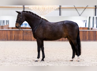 KWPN, Hongre, 7 Ans, 171 cm, Bai brun