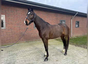 KWPN, Hongre, 7 Ans, 171 cm, Bai brun
