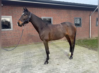 KWPN, Hongre, 7 Ans, 171 cm, Bai brun