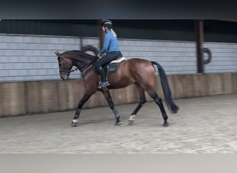KWPN, Hongre, 7 Ans, 171 cm, Bai