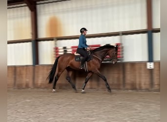 KWPN, Hongre, 7 Ans, 171 cm, Bai