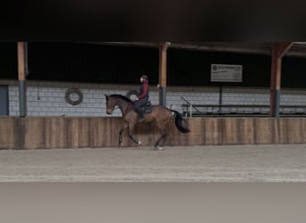 KWPN, Hongre, 7 Ans, 171 cm, Bai