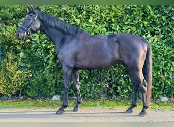 KWPN, Hongre, 7 Ans, 171 cm, Noir