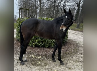 KWPN, Hongre, 7 Ans, 172 cm, Bai brun