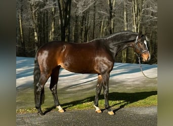 KWPN, Hongre, 7 Ans, 172 cm, Bai brun