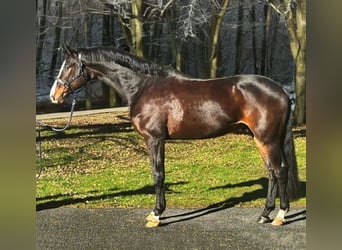 KWPN, Hongre, 7 Ans, 172 cm, Bai brun