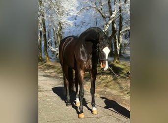 KWPN, Hongre, 7 Ans, 172 cm, Bai brun