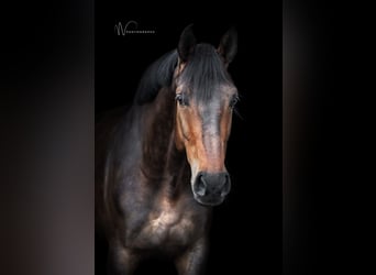 KWPN, Hongre, 7 Ans, 172 cm, Bai