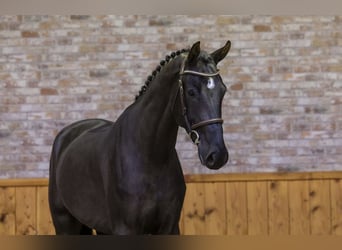 KWPN, Hongre, 7 Ans, 172 cm, Noir