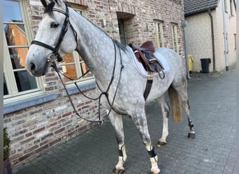 KWPN, Hongre, 7 Ans, 173 cm, Gris pommelé