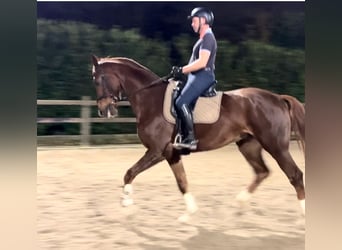 KWPN, Hongre, 7 Ans, 174 cm, Alezan brûlé