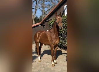 KWPN, Hongre, 7 Ans, 174 cm, Alezan