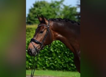 KWPN, Hongre, 7 Ans, 175 cm
