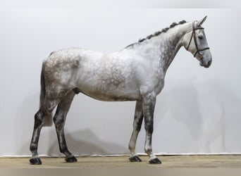 KWPN, Hongre, 7 Ans, 175 cm