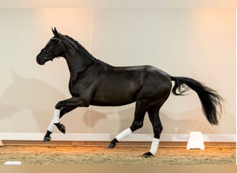 KWPN, Hongre, 7 Ans, 175 cm, Noir