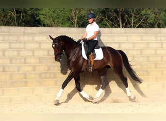 KWPN, Hongre, 7 Ans, 178 cm, Bai brun
